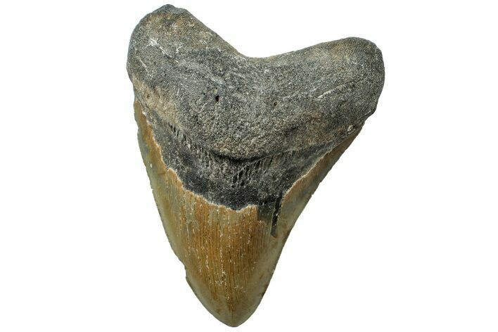 Serrated, Fossil Megalodon Tooth - North Carolina #311113